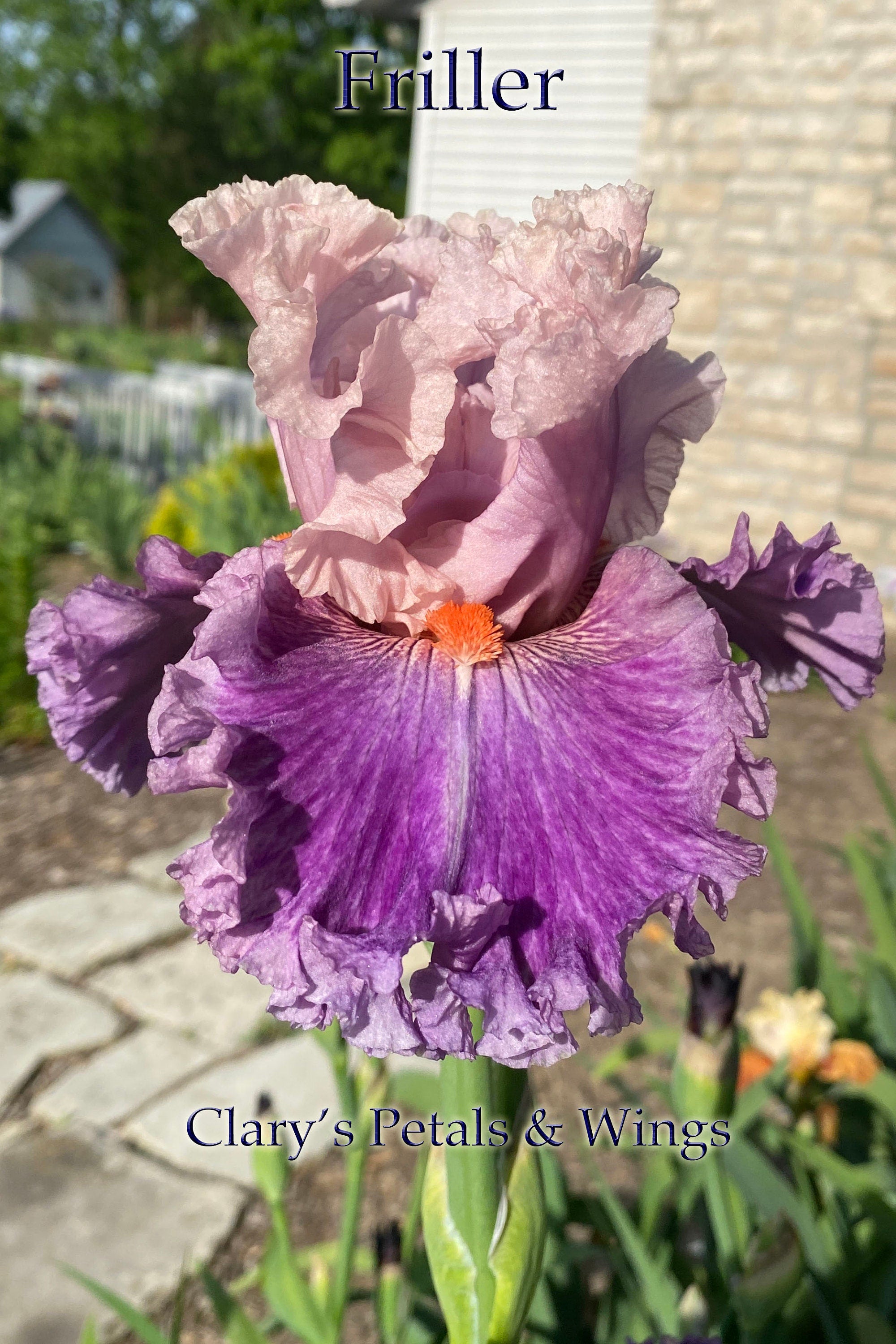 FRILLER - 2020 - TB - Fragrant – PetalsWings