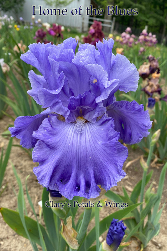 HOME OF THE BLUES-2019 TB-Fragrant