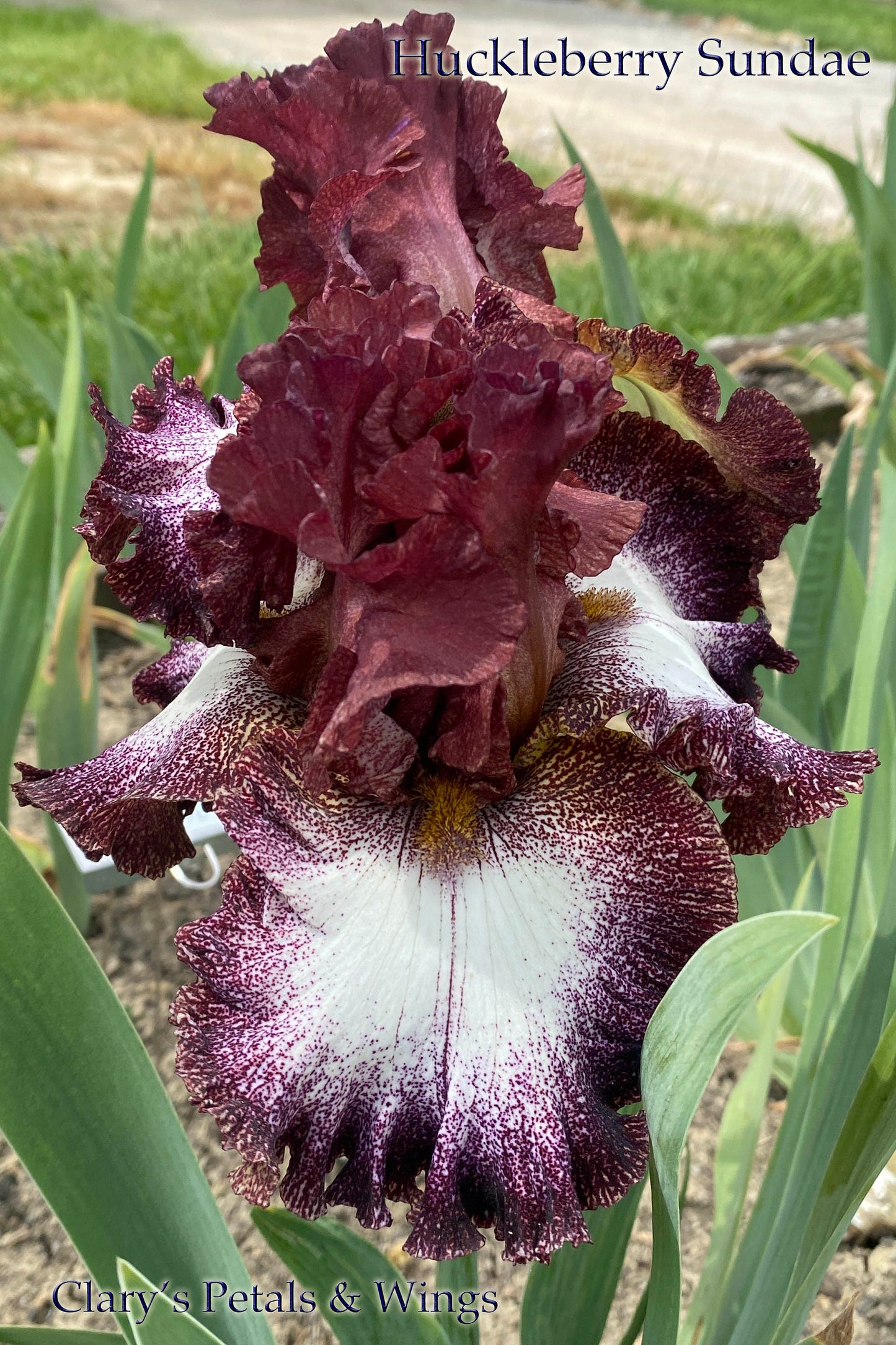 Huckleberry Sundae - 2014  Tall Bearded Iris