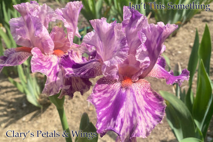 ISN’T THIS SOMETHING -  Tall Bearded Iris - Violet broken color