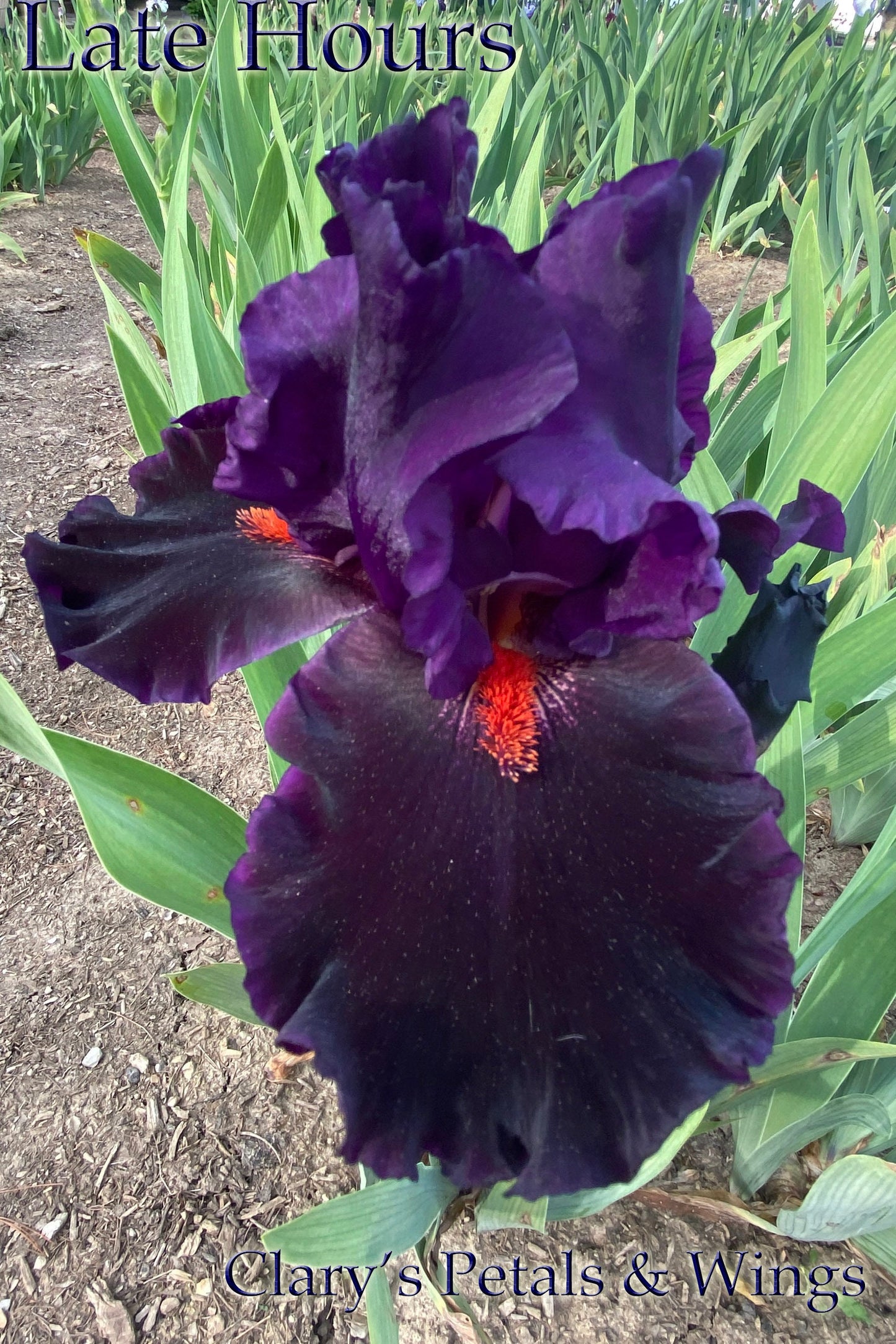 LATE HOURS -  2017 Tall Bearded Iris - Satiny black with flare!