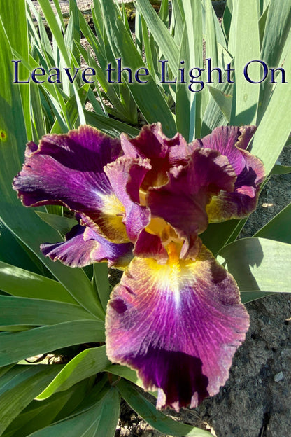 Leave the Light On -  Intermediate Bearded Iris