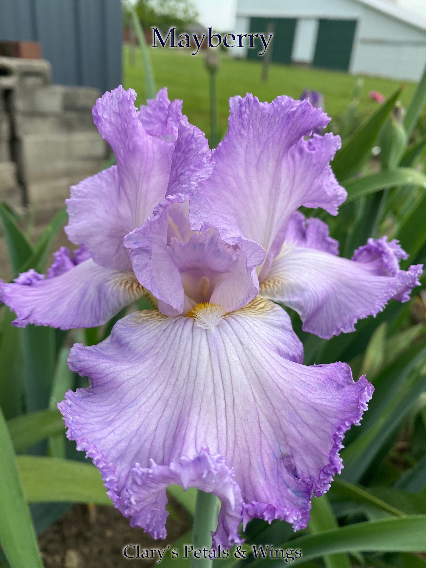 Mayberry -  2019 Tall Bearded Iris - Fragrant