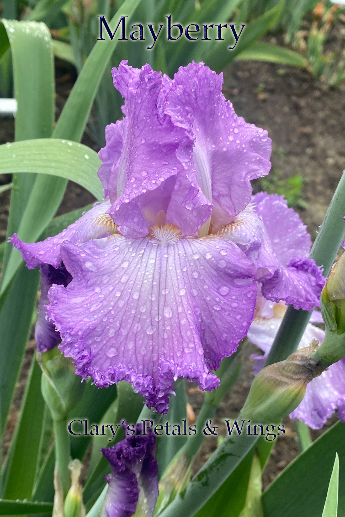 Mayberry -  2019 Tall Bearded Iris - Fragrant