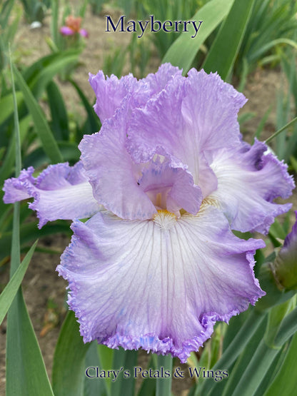 Mayberry -  2019 Tall Bearded Iris - Fragrant