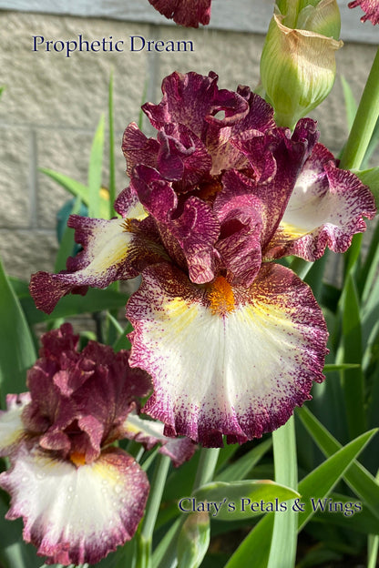 PROPHETIC DREAM - 2020  Tall Bearded Iris