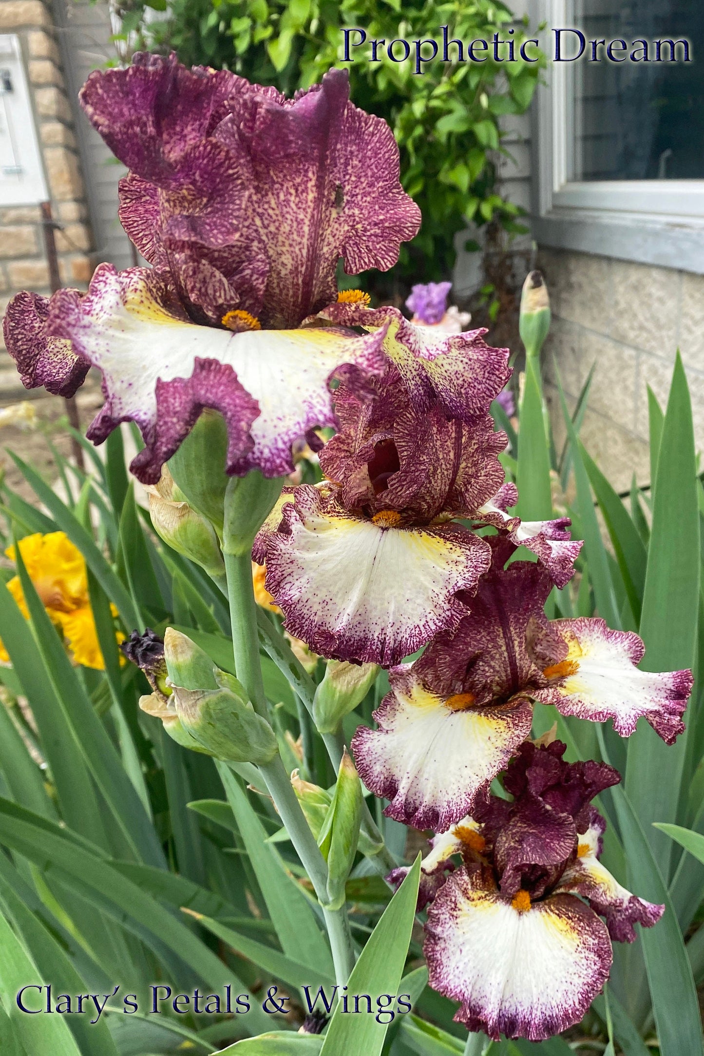 PROPHETIC DREAM - 2020  Tall Bearded Iris