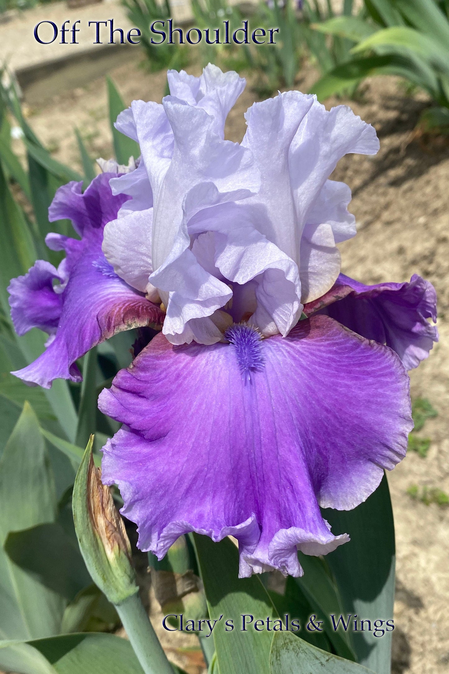 OFF THE SHOULDER -2019 TB - Fragrant