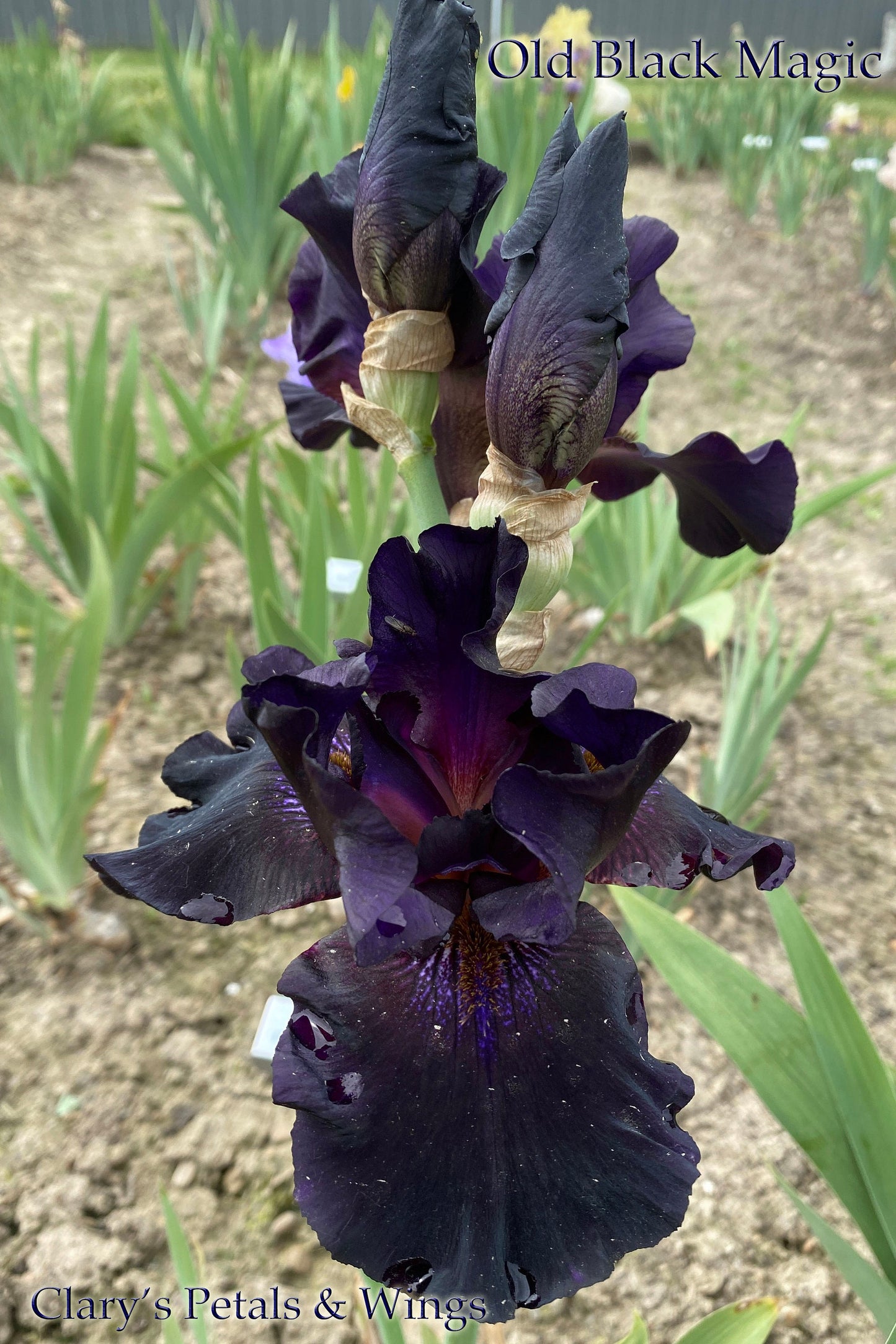 OLD BLACK MAGIC - 1996 Tall Bearded Iris - fragrant award winner