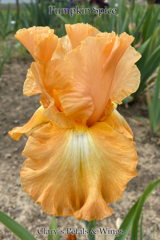 PUMPKIN SPICE- 2018 TB-Fragrant