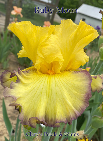 RUBY MOON - 2002 - Tall Bearded Iris