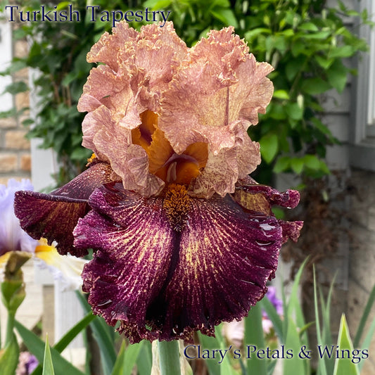 TURKISH TAPESTRY - 2020 - TB