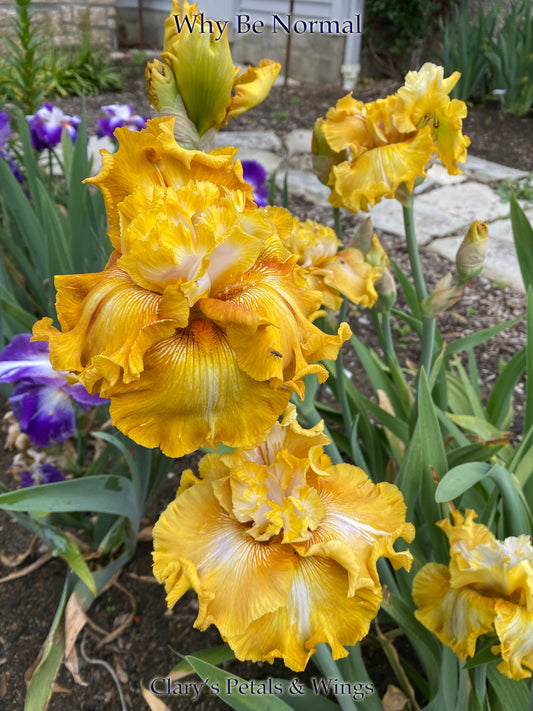 WHY BE NORMAL - 2014 - TB - Fragrant