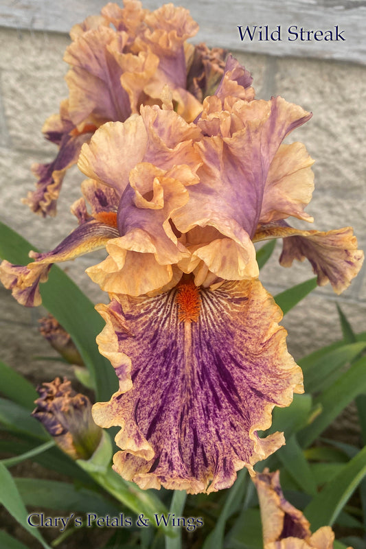 WILD STREAK - 2020 - TB