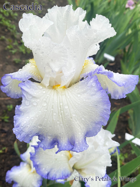 CASCADIA - 2020 - TB - Fragrant