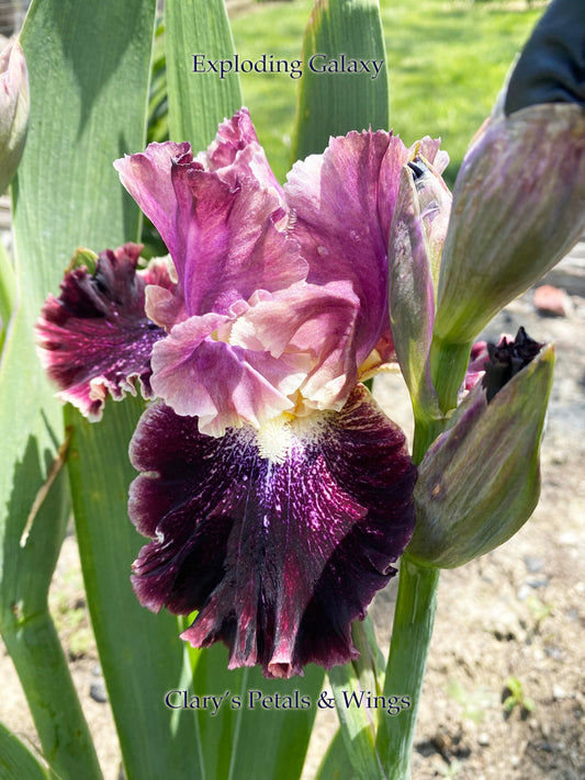 EXPLODING GALAXY - 2016 - TB