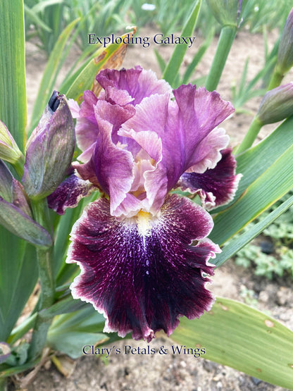 EXPLODING GALAXY - 2016 Tall Bearded Iris - Gorgeous dark luminata