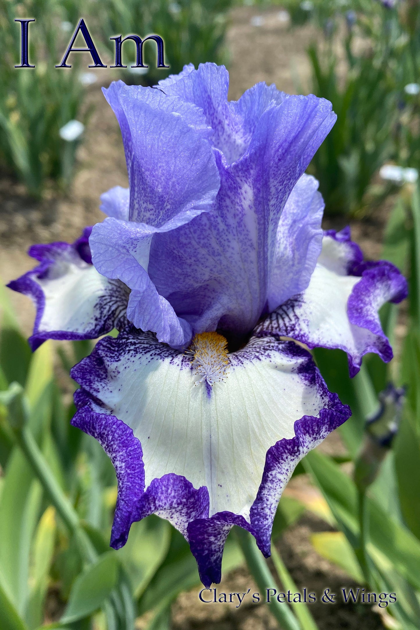 I AM - 2016 Tall Bearded Iris - Plicata Show Stopper!