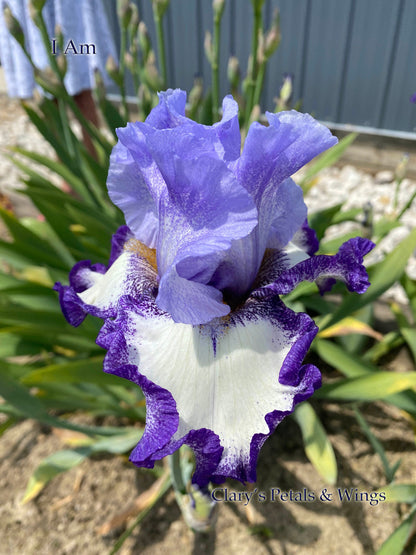 I AM - 2016 Tall Bearded Iris - Plicata Show Stopper!