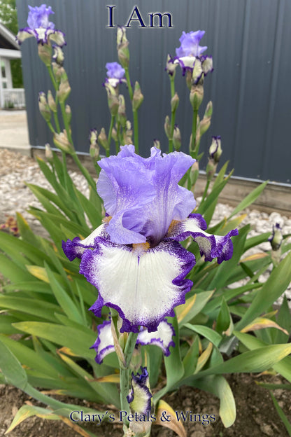 I AM - 2016 Tall Bearded Iris - Plicata Show Stopper!