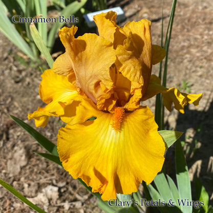 CINNAMON BELLS - 2009 - Tall Bearded Iris