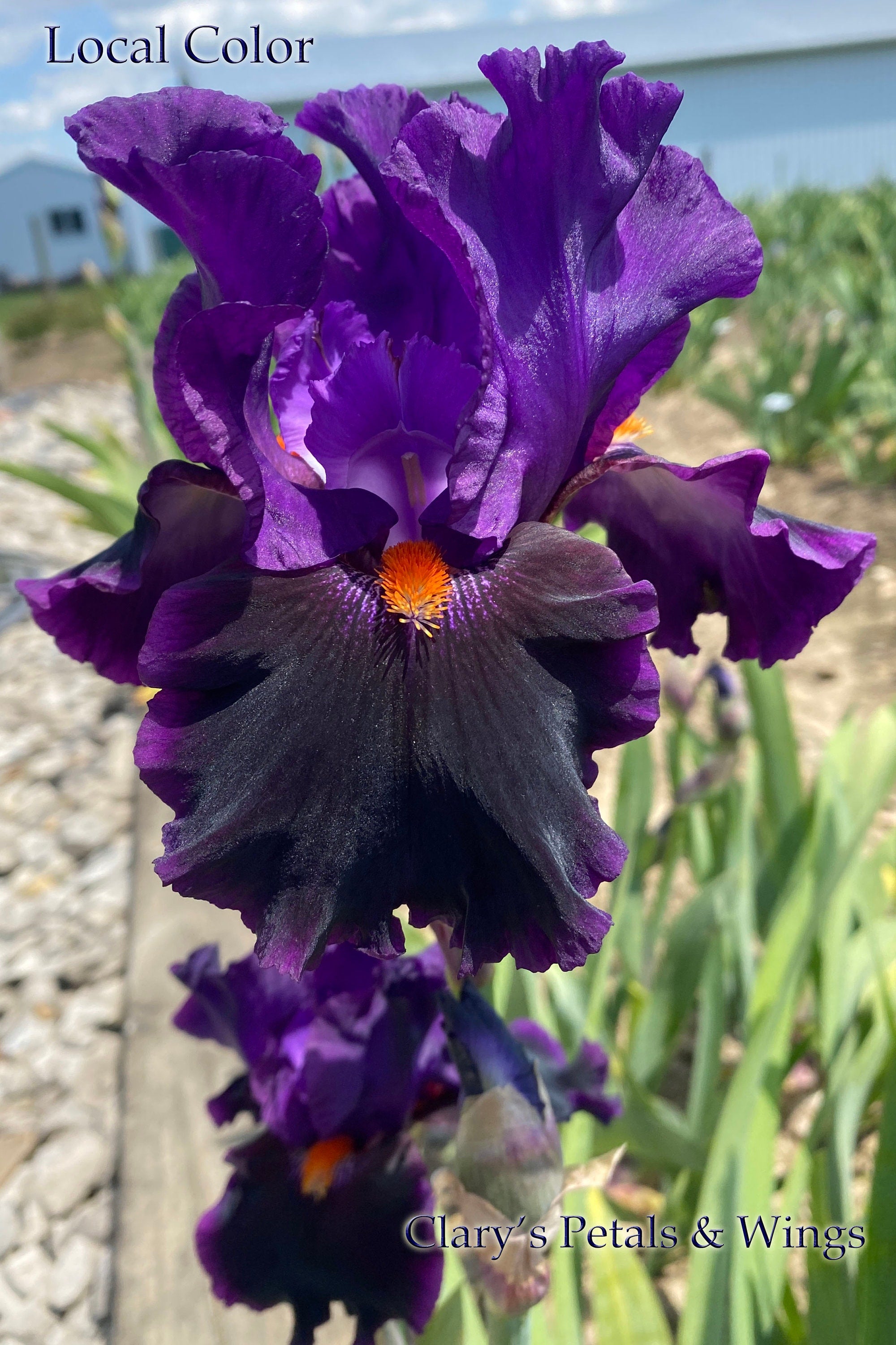 LOCAL COLOR -1996 TB – PetalsWings