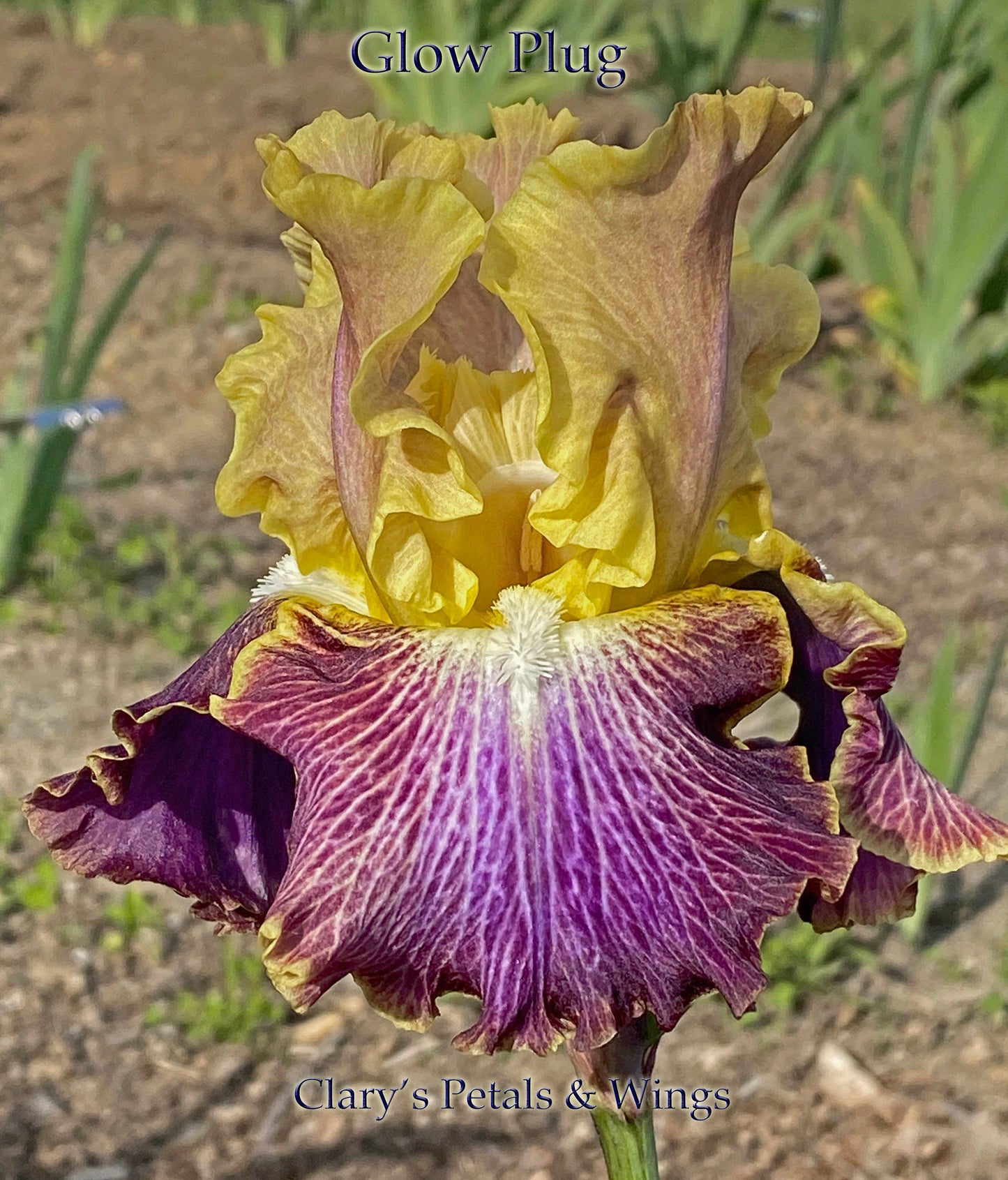 GLOW PLUG - 2016 Tall Bearded Iris - Fragrant and bright