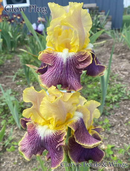 GLOW PLUG - 2016 Tall Bearded Iris - Fragrant and bright