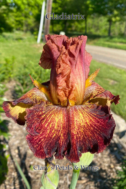 GLADIATRIX - Tall Bearded Iris - Space Age, Reblooming Ruffled and Fragrant