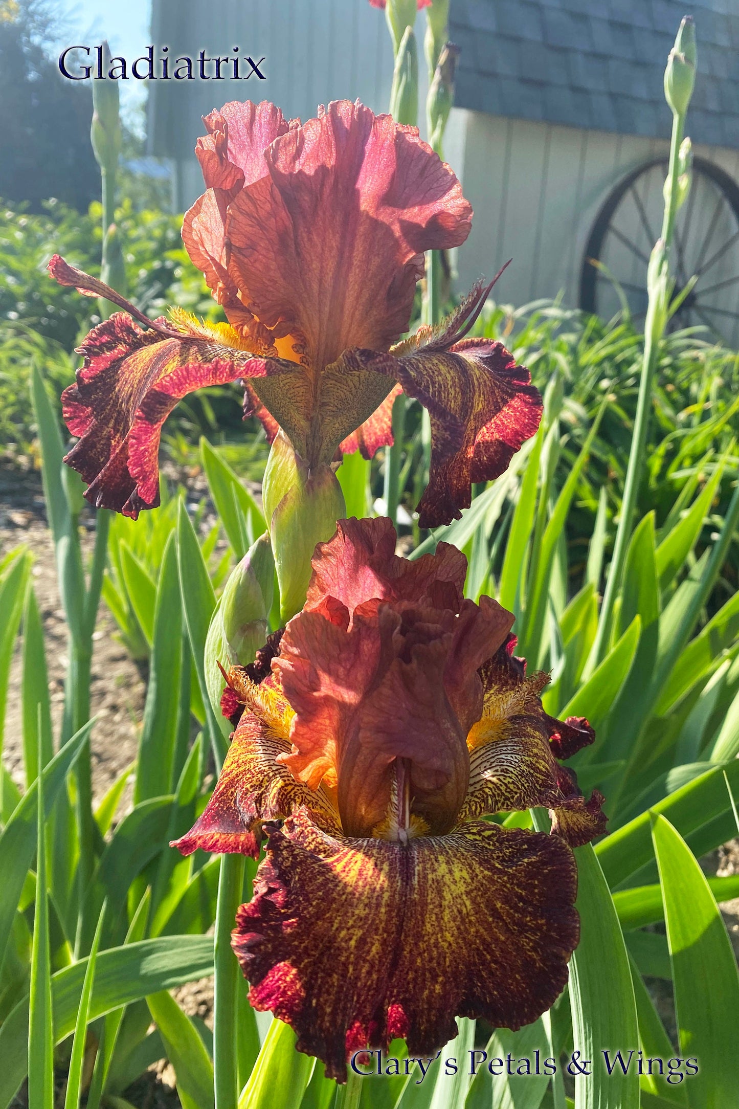 GLADIATRIX - Tall Bearded Iris - Space Age, Reblooming Ruffled and Fragrant