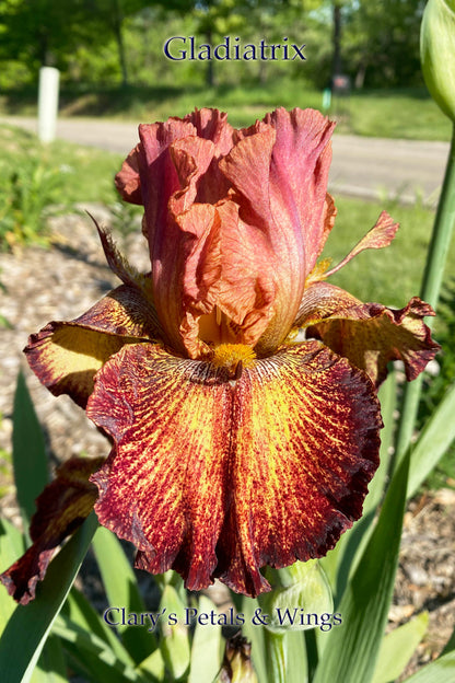 GLADIATRIX - Tall Bearded Iris - Space Age, Reblooming Ruffled and Fragrant