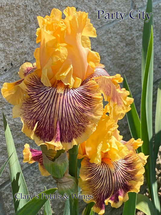 PARTY CITY 2020-TB-Fragrant