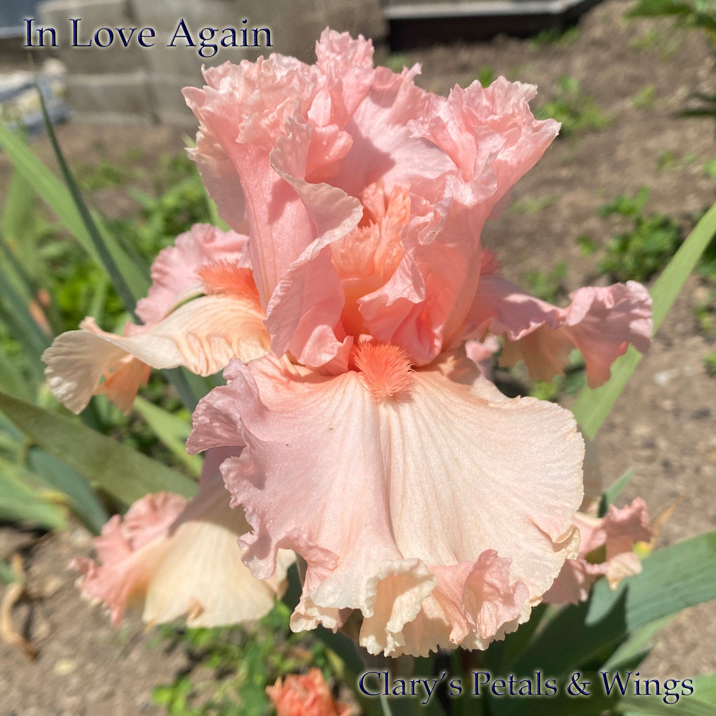 IN LOVE AGAIN - 2004  Tall Bearded Iris