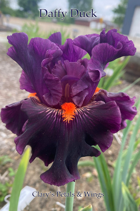 DAFFY DUCK - 2016 - TB