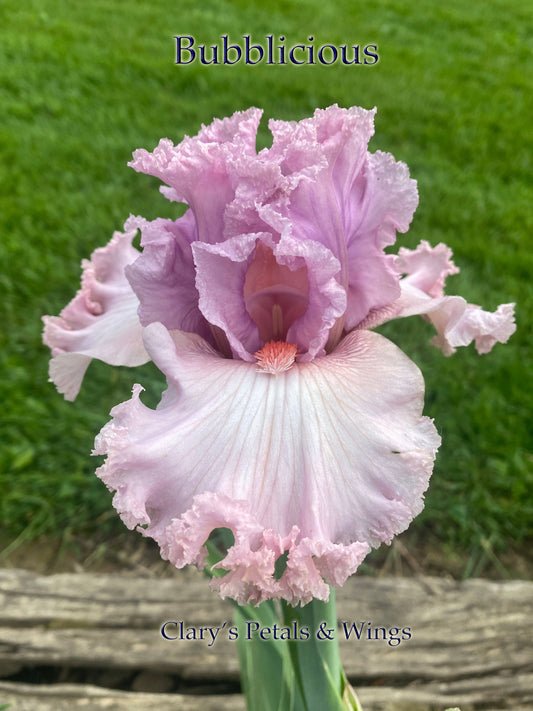 BUBBLICIOUS - 2012 - TB - Fragrant