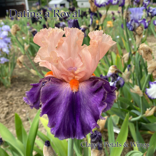 DATING A ROYAL - 2014 Tall Bearded Iris - White & Purple Amoena