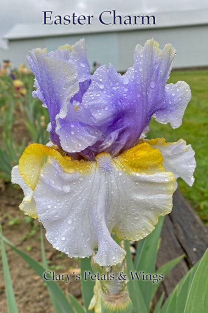 Easter Charm - 2019 Tall Bearded Iris - Gorgeous show stalks!