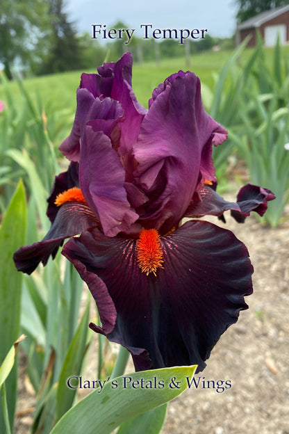 FIERY TEMPER - 2000 Tall Bearded Iris - Garden Standout - Award Winner!