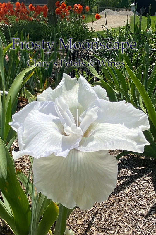 Frosty Moonscape - 2006 - Tall Bearded Iris - Flattie! Very hard to find!