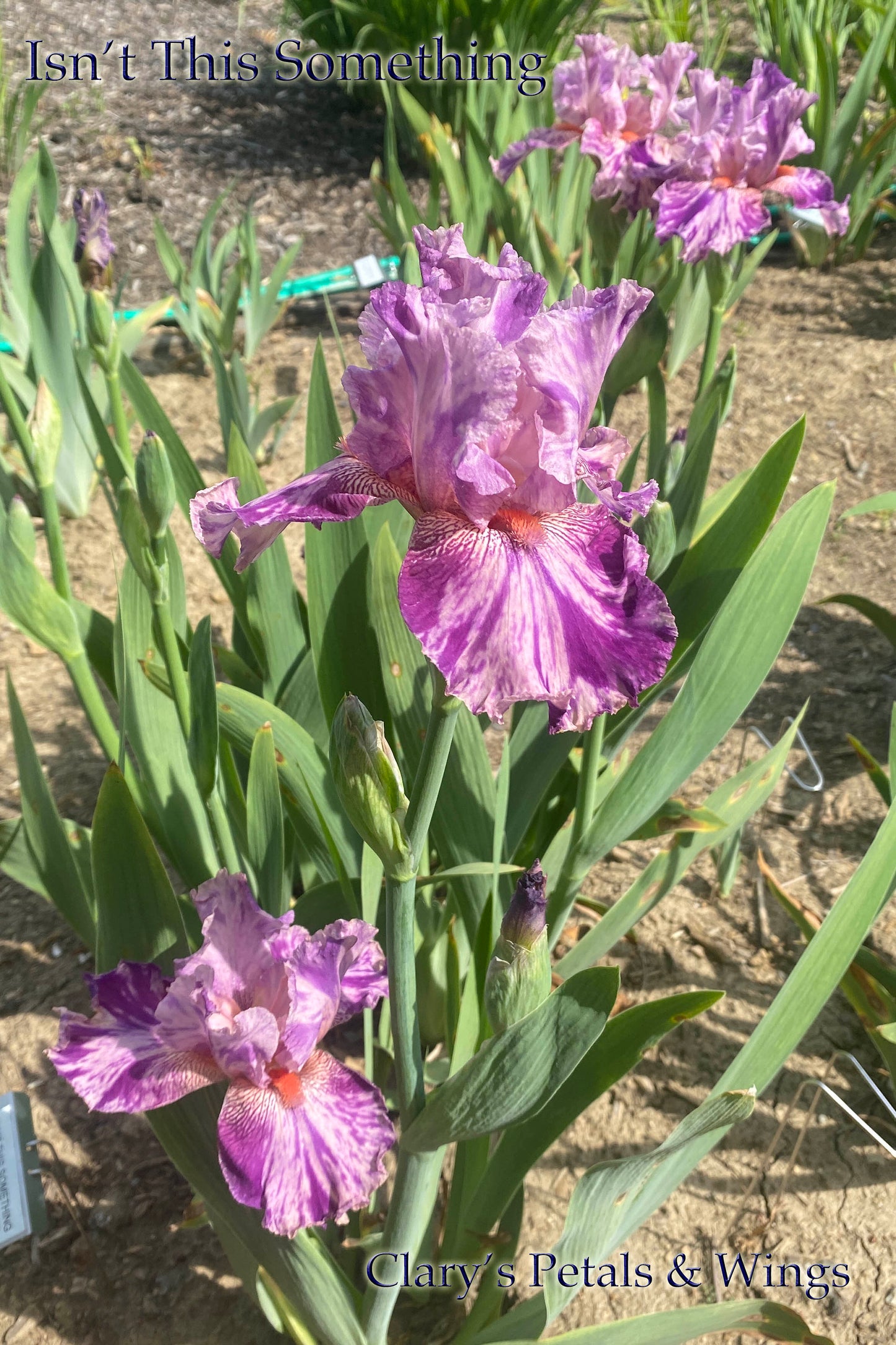 ISN’T THIS SOMETHING -  Tall Bearded Iris - Violet broken color