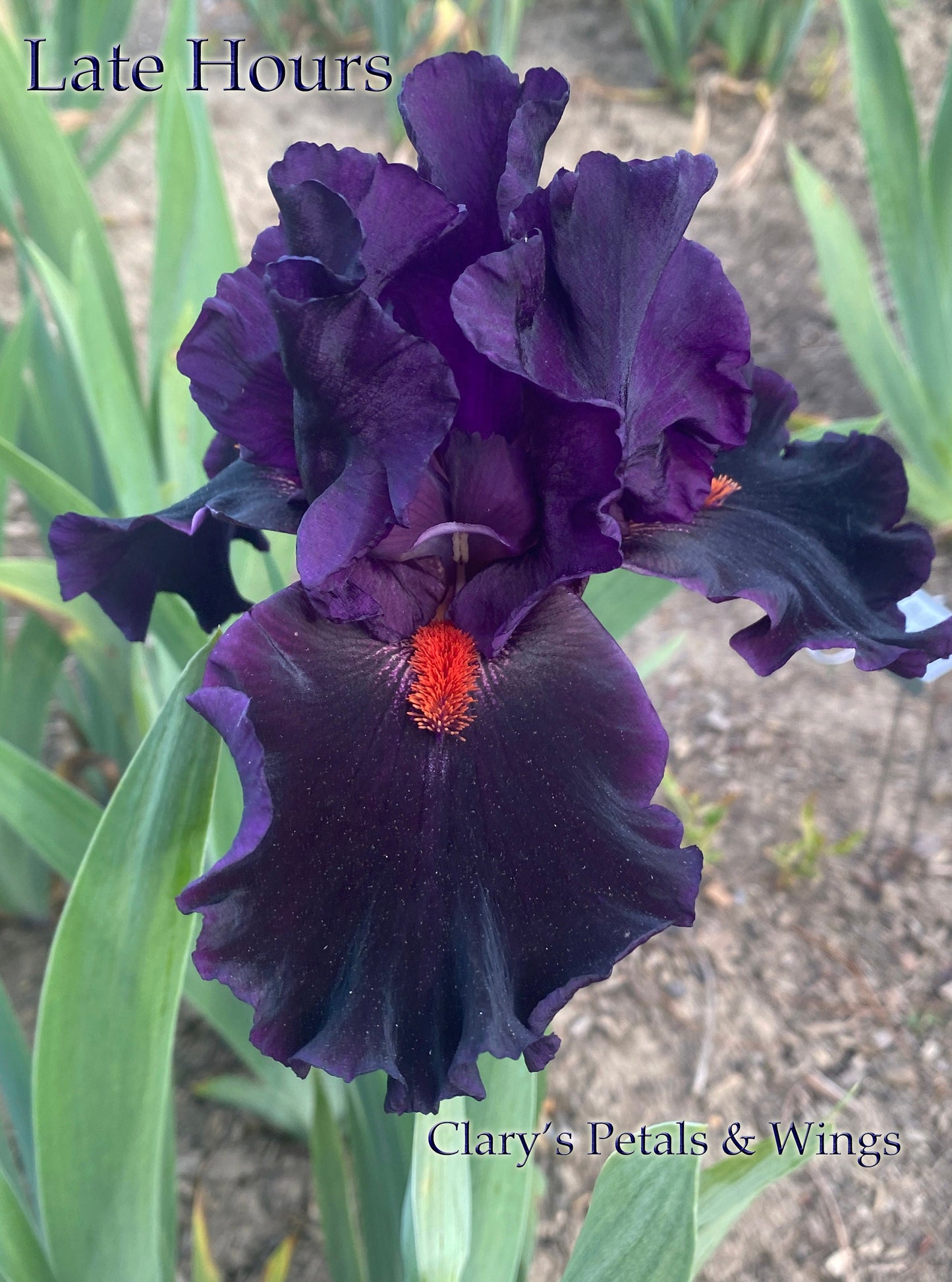 LATE HOURS -  2017 Tall Bearded Iris - Satiny black with flare!