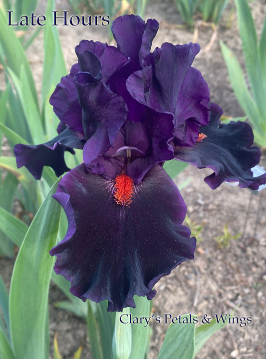 LATE HOURS -  2017 Tall Bearded Iris - Satiny black with flare!