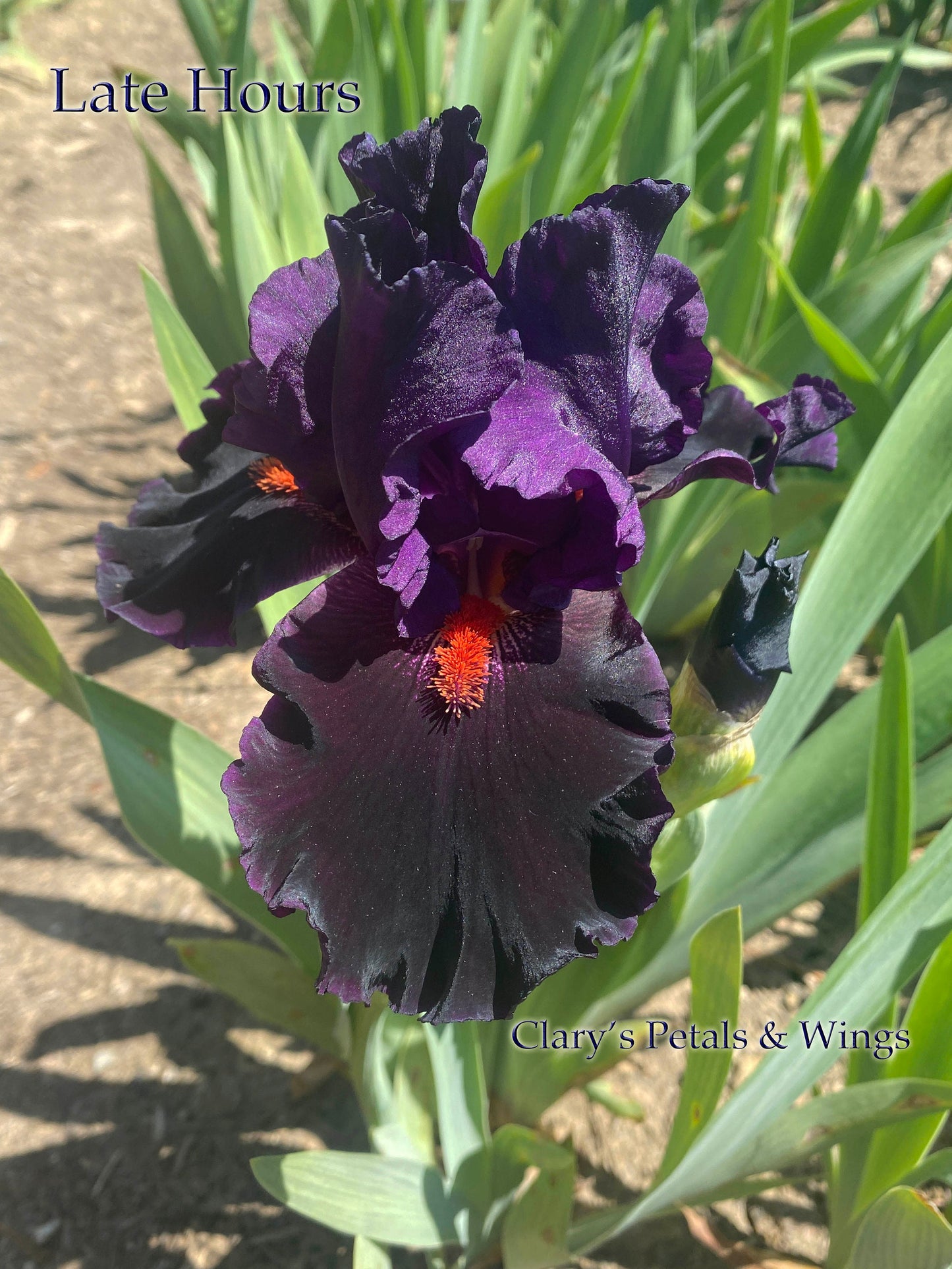 LATE HOURS -  2017 Tall Bearded Iris - Satiny black with flare!