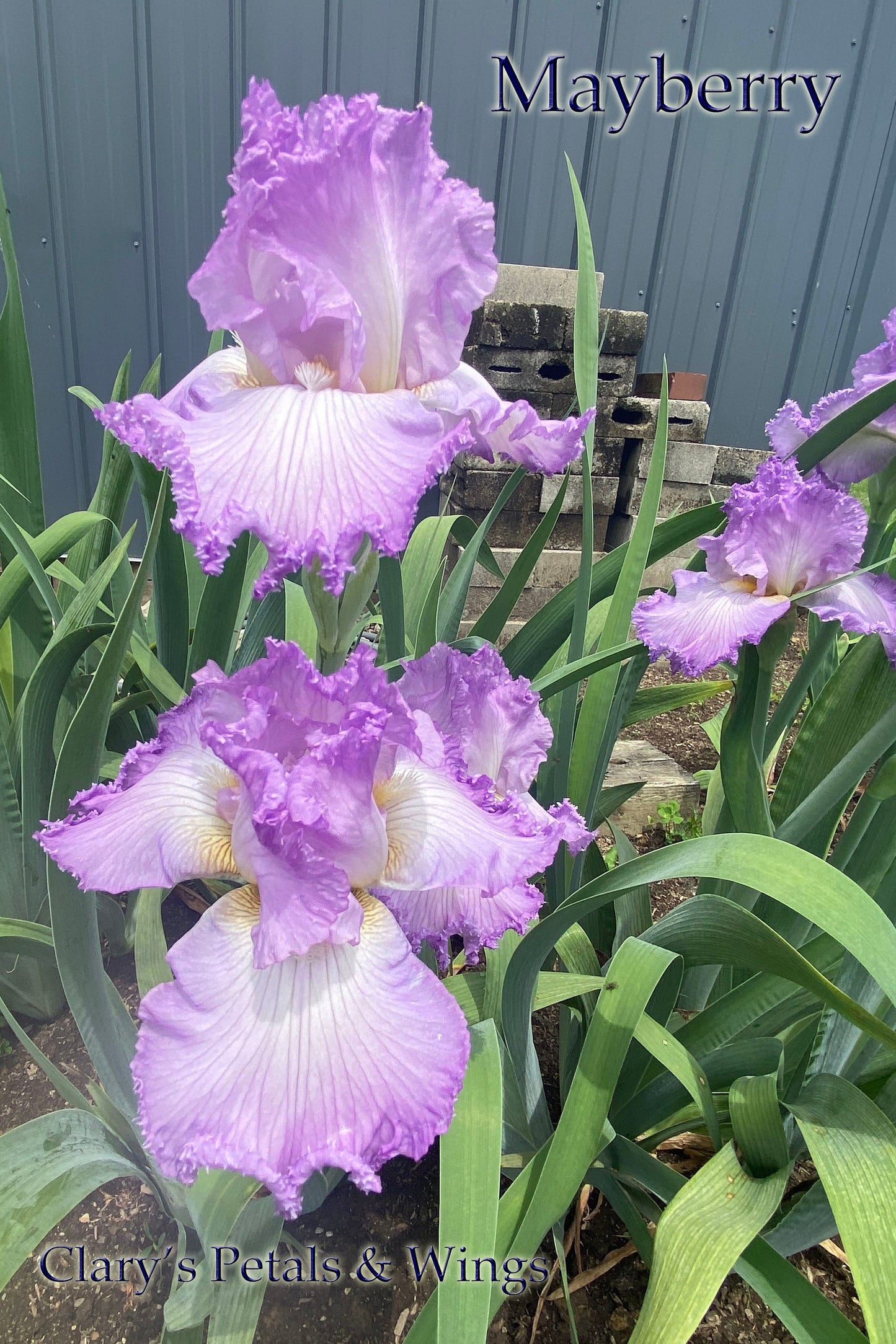 Mayberry -  2019 Tall Bearded Iris - Fragrant