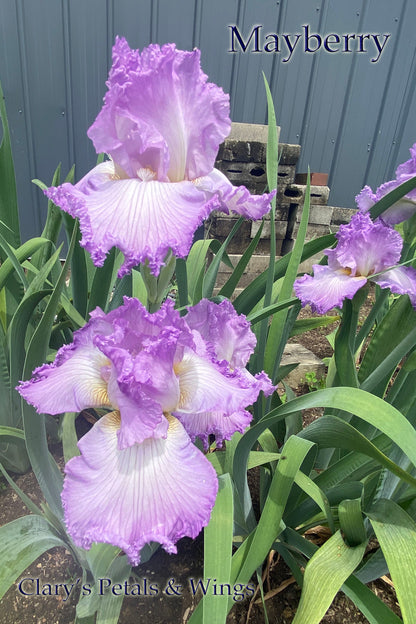 Mayberry -  2019 Tall Bearded Iris - Fragrant