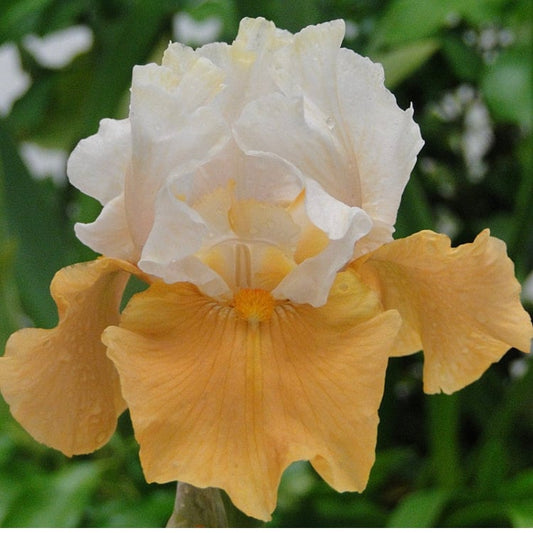 PUMPKIN CHEESECAKE 1995 TB