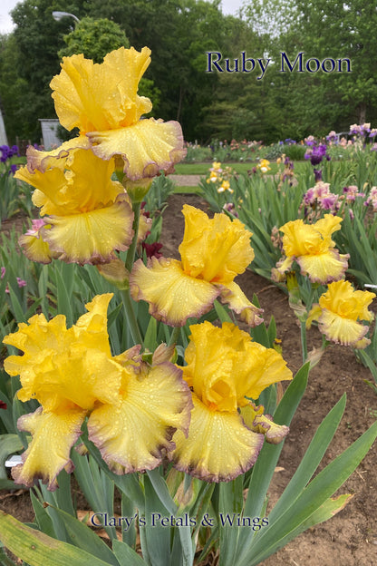 RUBY MOON - 2002 - Tall Bearded Iris