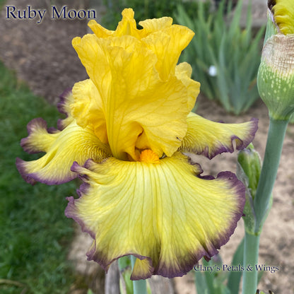 RUBY MOON - 2002 - Tall Bearded Iris