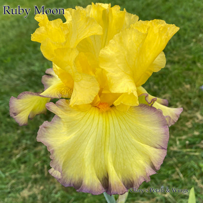 RUBY MOON - 2002 - Tall Bearded Iris