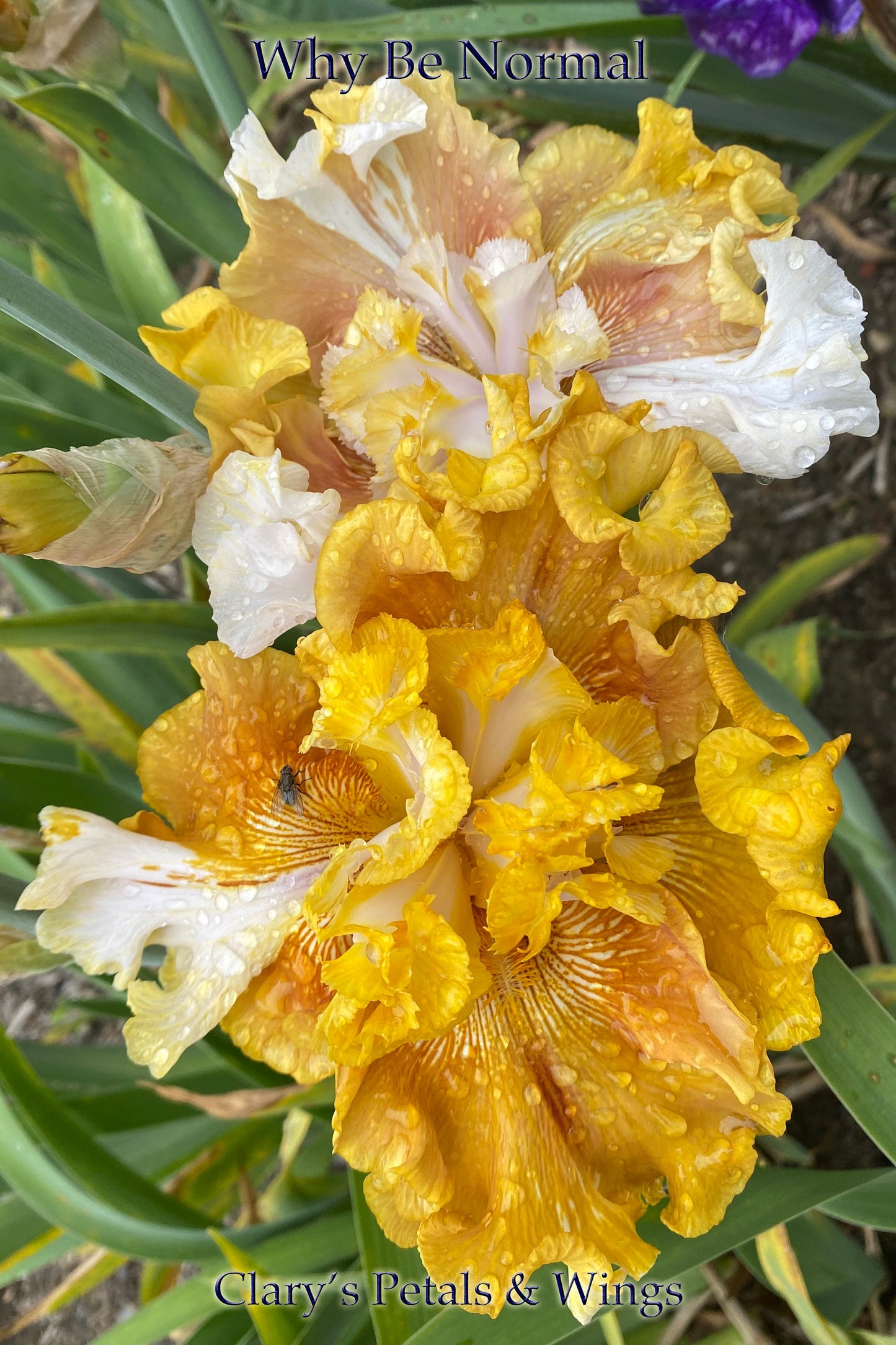 WHY BE NORMAL - 2014 Tall Bearded Iris - Gorgeous Flat Form, fragrant award winner!